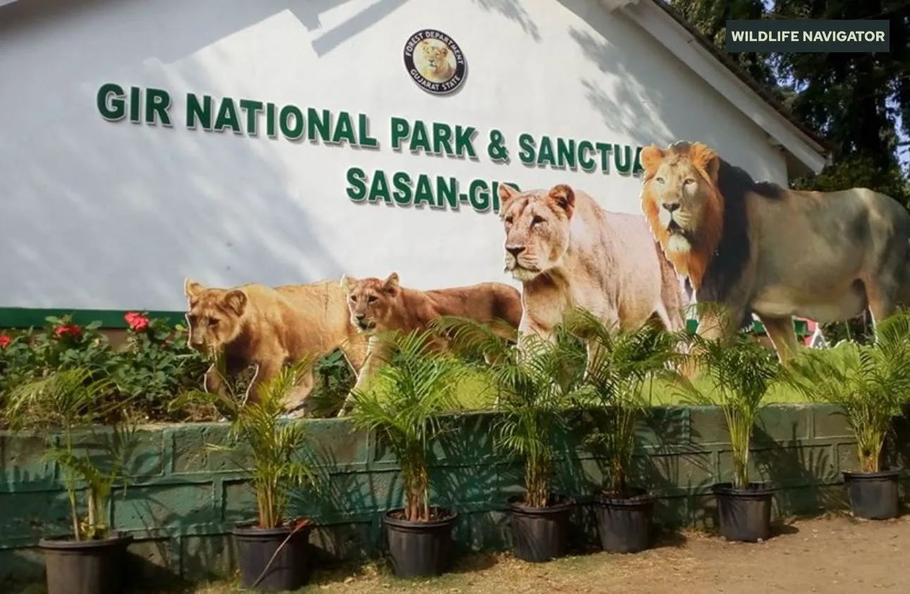 Gir National Park